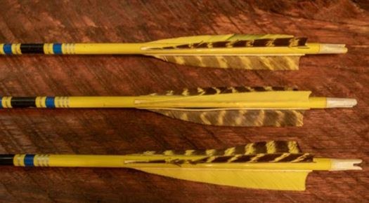 Natural parabolic feather fletching detail Three arrows fletched with yellow and brown barred parabolic feathers laid side by side on a wood surface, showing natural barbule texture