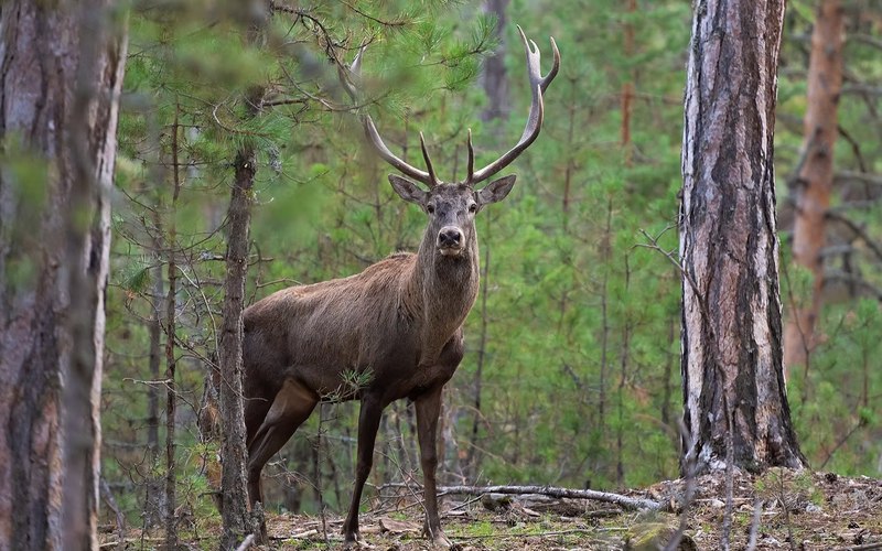 A red deer stag standing alert in a forest clearing